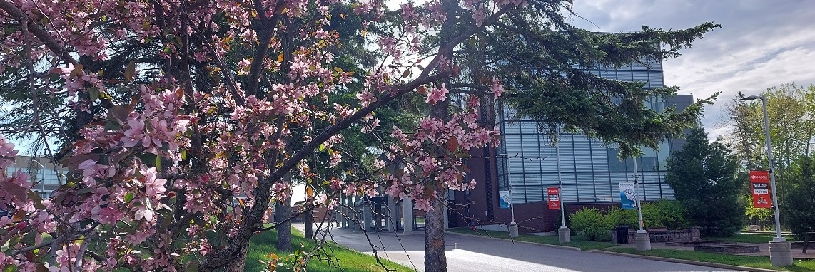 Learning library with tree in blossom in the foreground